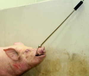 Pętla ryjowa typu Schöttle - 60 cm